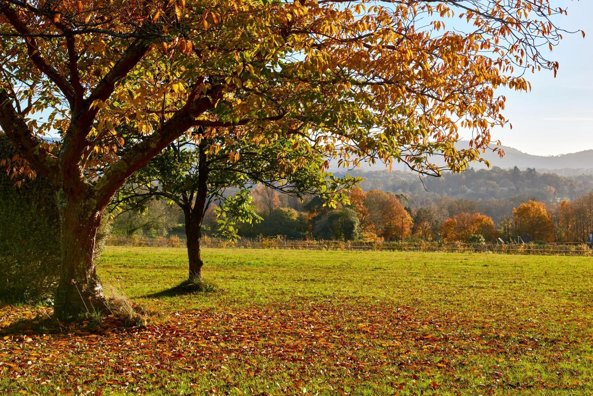 Stunning Cabin With Incredible Views Near Goodwood Rogate Bagian luar foto